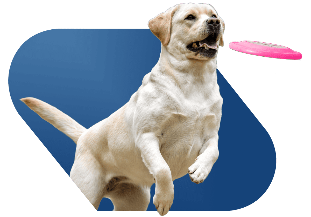 Hero Image Yellow Lab With Frisbee