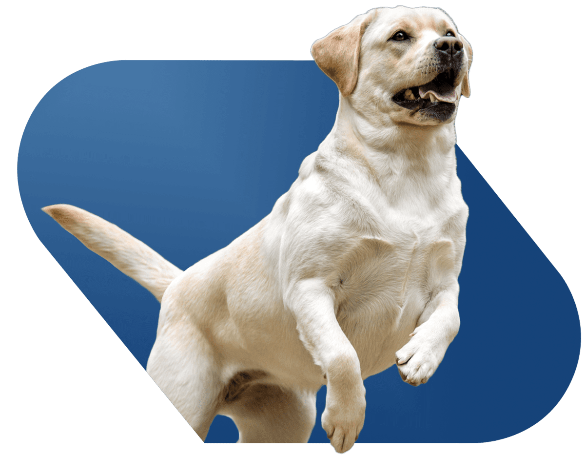 Hero Image Yellow Lab