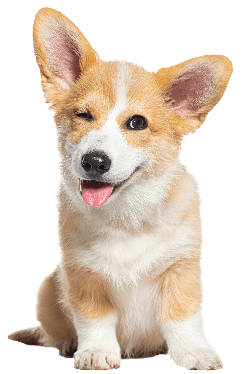 Young Corgi Cutout