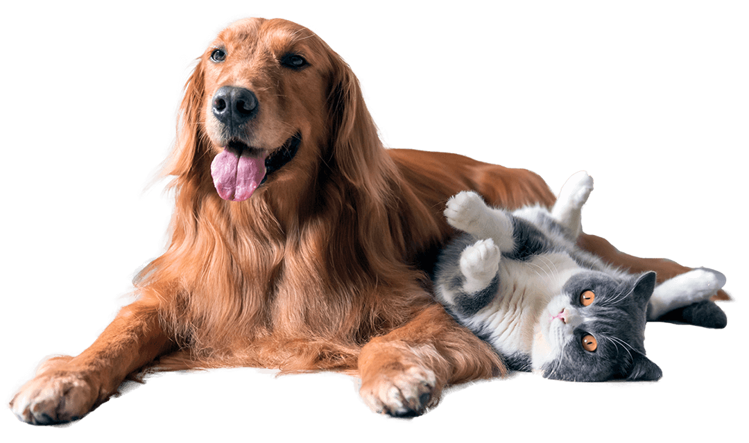 Golden Retriever And Cat Cutout