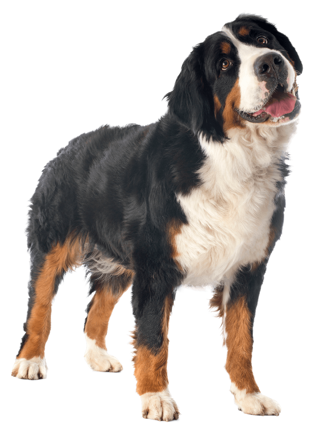 Bermese Mountain Dog