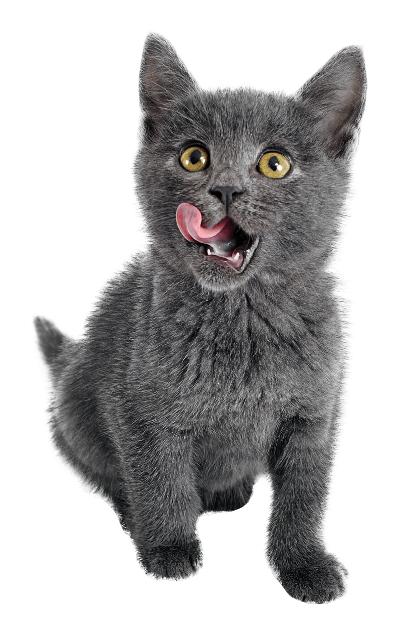 Gray Kitten Licking Lips