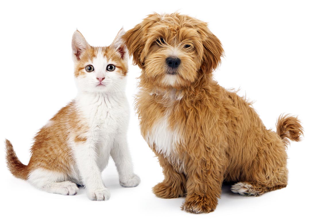 preventative pet care in butler, PA