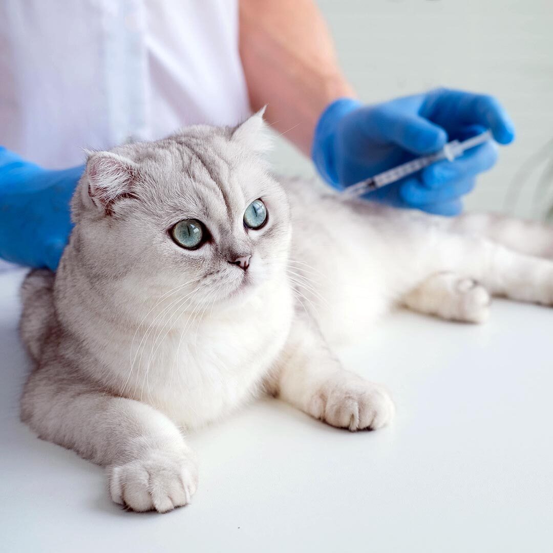 The Veterinarian Gives An Injection To A Scottish Kitten. A Doctor In A Veterinary Clinic Inoculates A Cat.