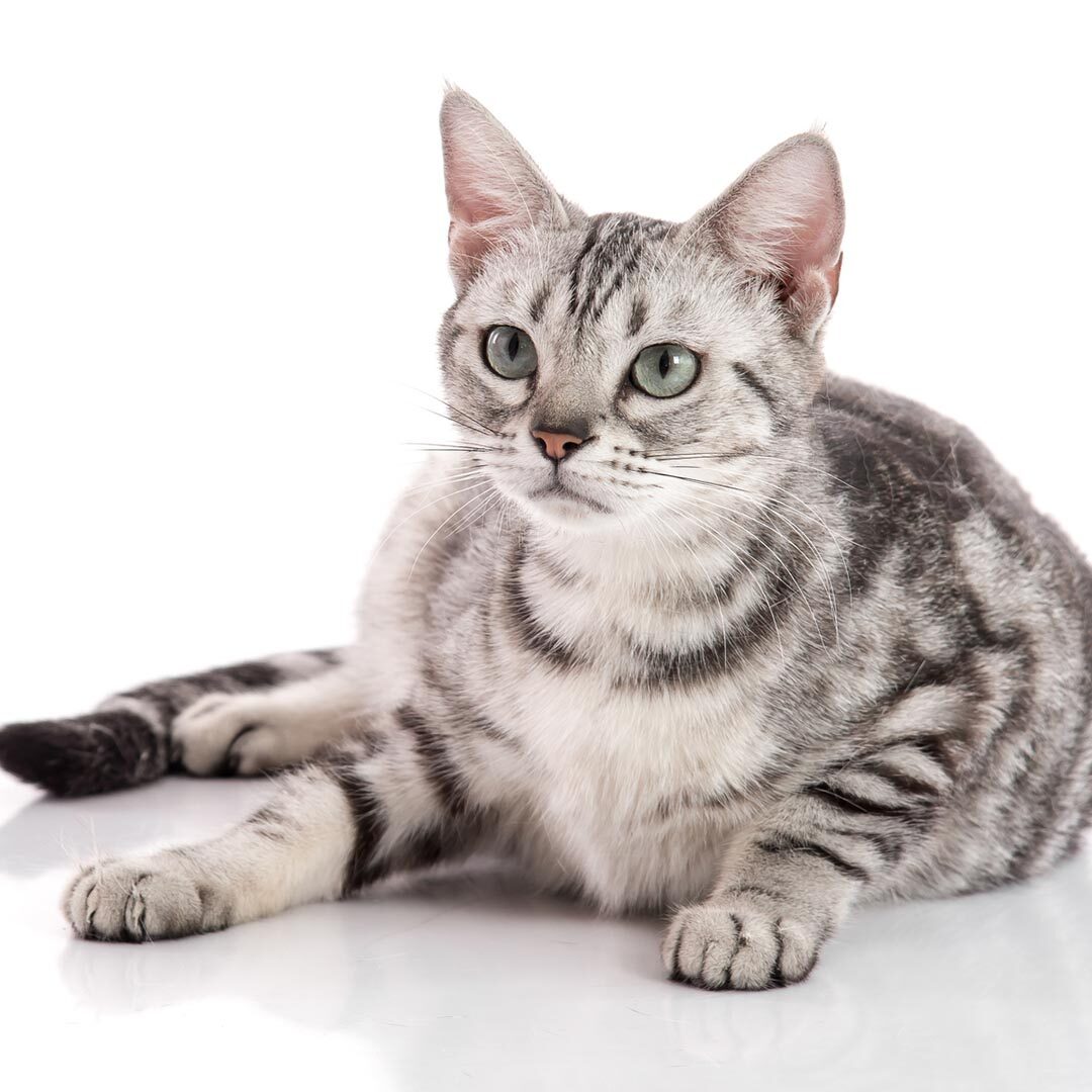 Pregnant American Shorthair Cat Lying