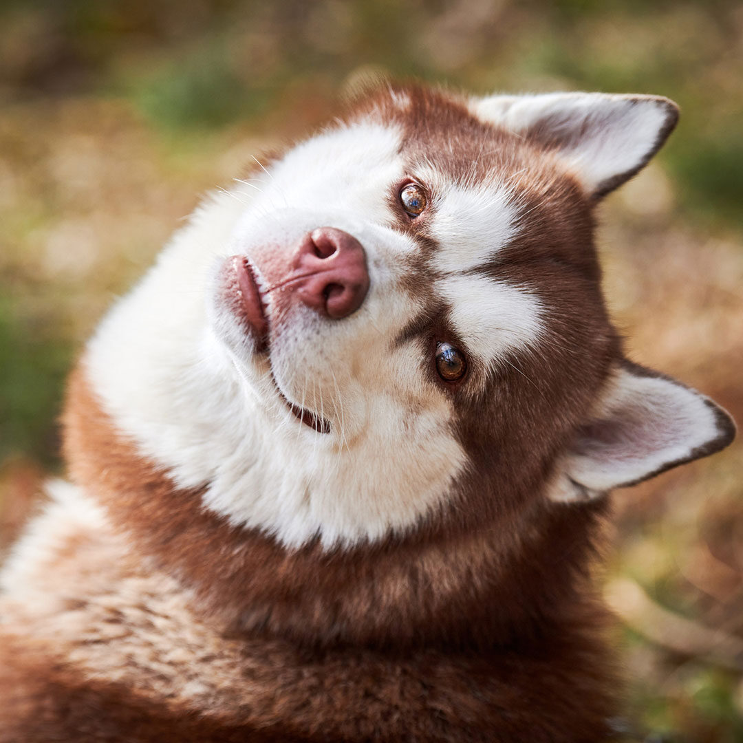 Silly Husky Playing Outside